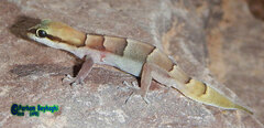 Latifi's Dwarf Gecko photo 2