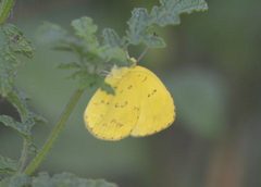 Eurema hecabe solifera