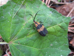 Calopteron discrepans