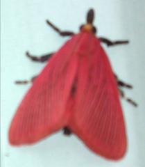 Arctioblepsis rubida