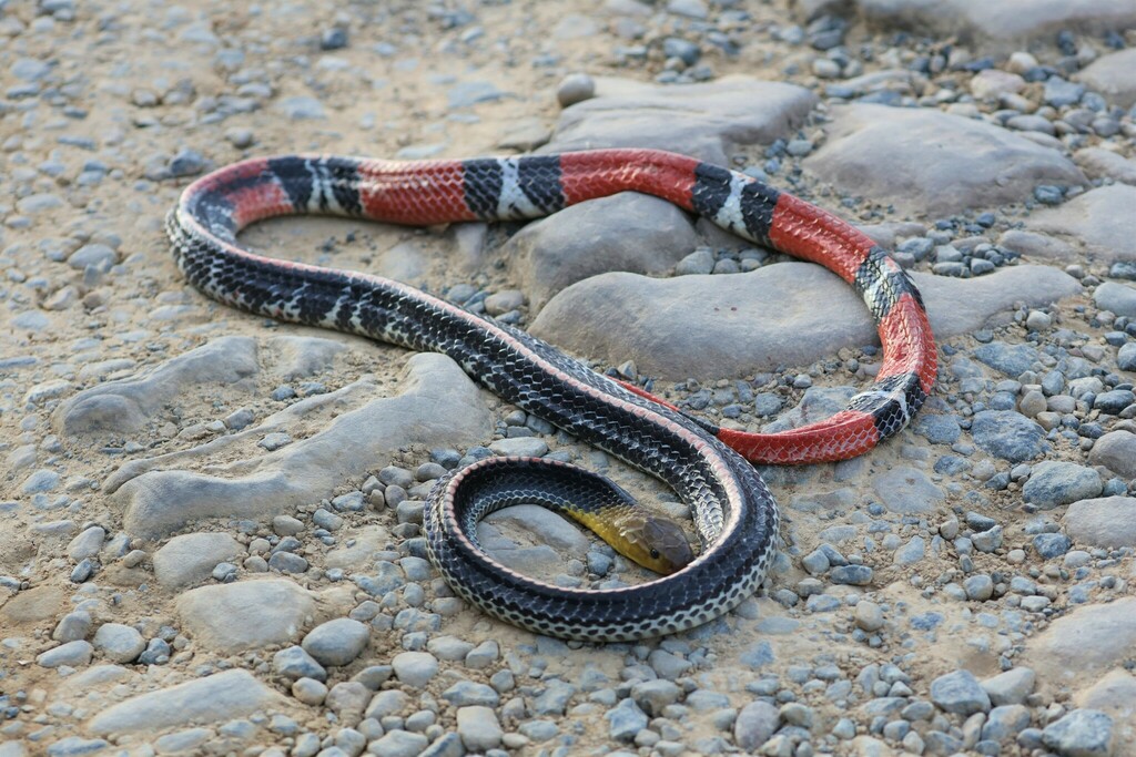 Bungarus flaviceps baluensis from 89300 Ranau, Sabah, Malaysia on