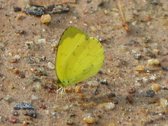 Eurema hecabe solifera