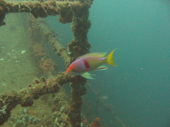 Pseudanthias rubrizonatus