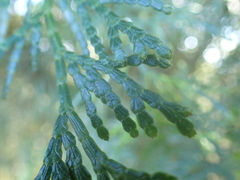 Calocedrus formosana