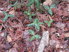 Trillium gracile