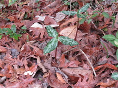 Trillium gracile