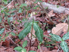 Trillium gracile