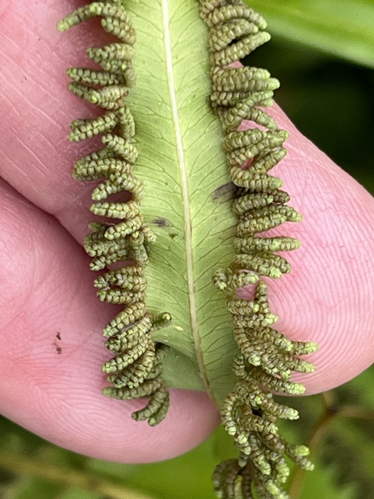 Red Finger Fern