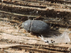 Blapstinus