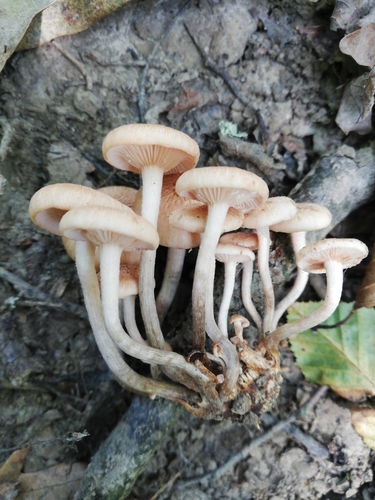 ringless honey fungus