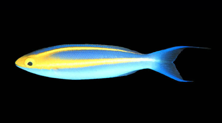 Purple Threadfin-Bream