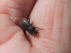Blapstinus