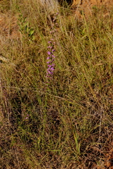 Liatris elegantula