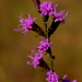 Shaggy Blazing Star - Photo (c) Alvin Diamond, some rights reserved (CC BY-NC), uploaded by Alvin Diamond