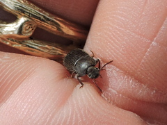 Blapstinus