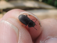 Blapstinus