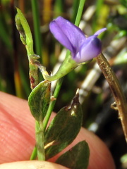 Psoralea laxa