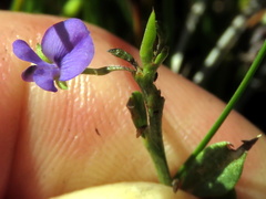 Psoralea laxa