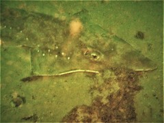 Rhynchobatus australiae