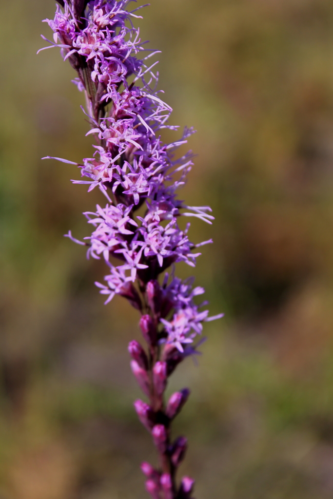shortleaf blazing star
