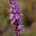 Liatris tenuifolia - Photo (c) Alvin Diamond, algunos derechos reservados (CC BY-NC), subido por Alvin Diamond