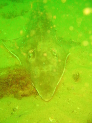 Rhynchobatus australiae