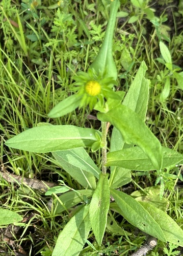 Meadow Fleabane