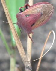 Chalcopis glandulosa