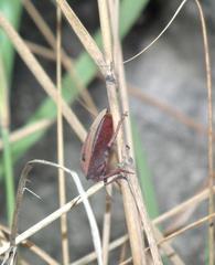 Chalcopis glandulosa