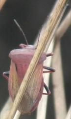 Chalcopis glandulosa