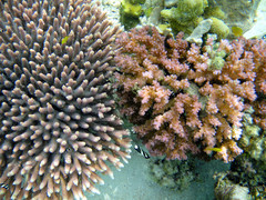 Acropora millepora