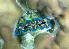 Tridacna crocea