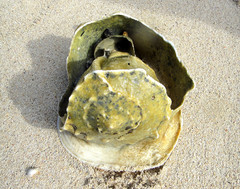 Littorinimorpha