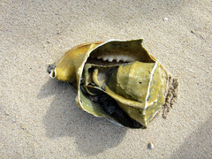 Littorinimorpha