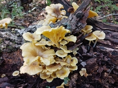 Media resource of Gerronema strombodes