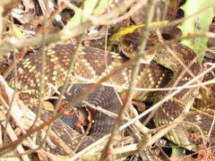 Crotalus molossus