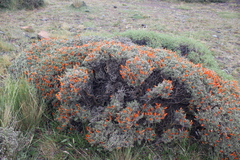 Anarthrophyllum desideratum