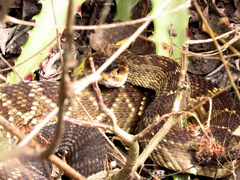 Crotalus molossus
