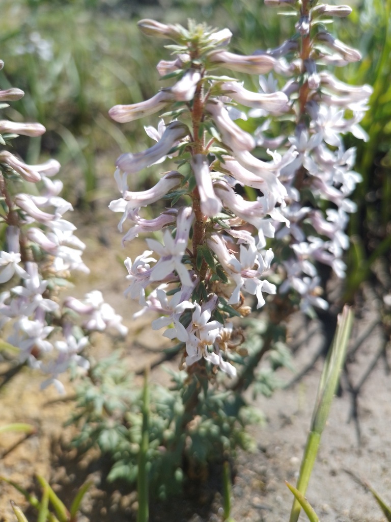 Baroe Bulb Baroe from Helderberg Nature Reserve, Cape Town, 7135, South ...