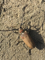 Batocera rufomaculata