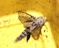 Polyphagozerra coffeae