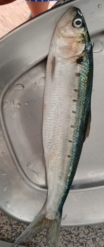 Twaite shad (Alosa fallax) — Clupeidae