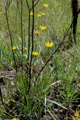 Pityopsis oligantha