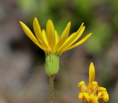 Pityopsis oligantha