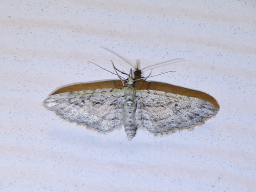 Eupithecia longidens photo 4