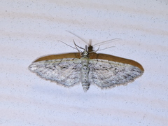 Eupithecia longidens