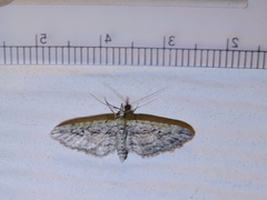 Eupithecia longidens