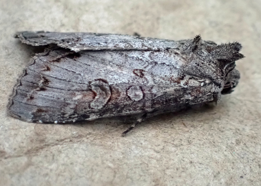 Purple Arches Moth