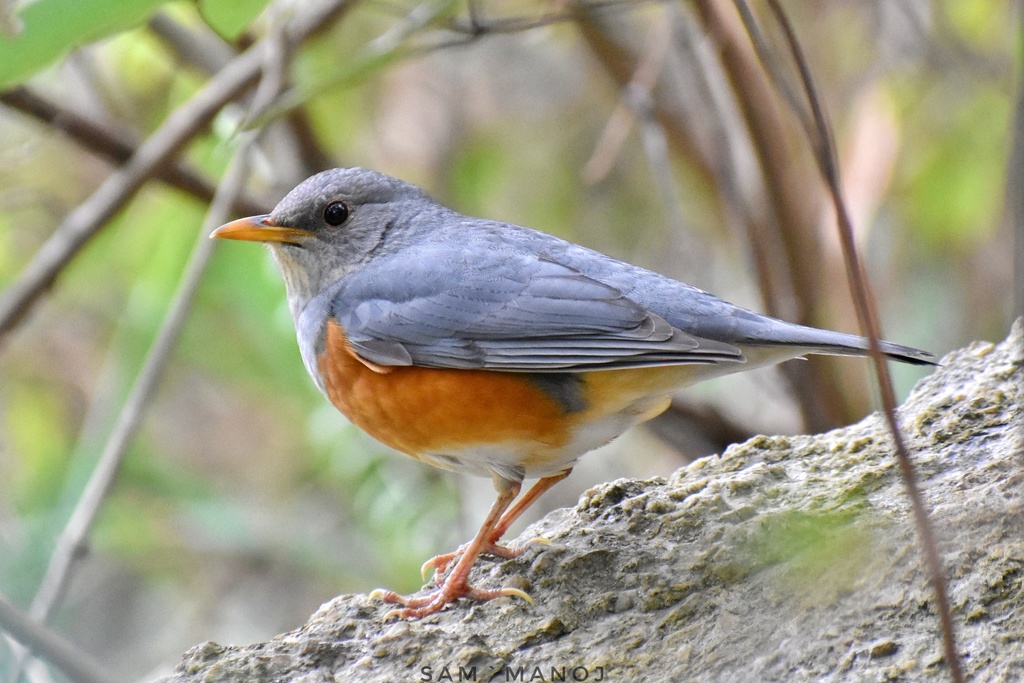 Grey-Backed Thrush