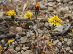Lessingia tenuis